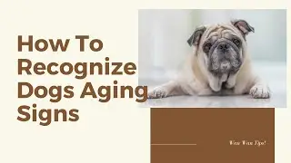 How To Recognize Dog Aging Signs And What You Should Do
