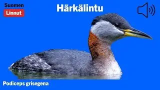H&auml;rk&auml;lintu - Podiceps grisegena - Red-necked Grebe - gr&aring;hakedopping - PODGRI