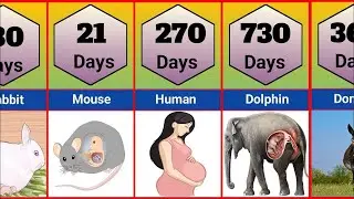 Animals And Human Pregnancy Period Comparison| Shortest To Longest Animals Gestation Period