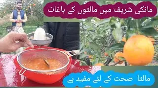 Malt gardens in Manki Sharif, Nowshera مانکی شریف میں مالٹوں کے باغات