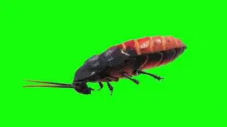 Copyright Free 3D animated insects Green Screen Effect  Chroma Key  Royalty Free 360p