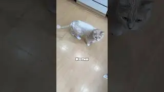 Котик знает что выбрать😁🐈 автор: angelok_top2001