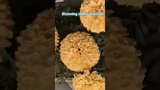 Beautiful blooming colors of winter in garden #wintergarden #plantcare #houseplants #rose #merigold
