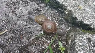 Appalachina sayana (Pilsbry, 1906) Spike-lip Crater Snail