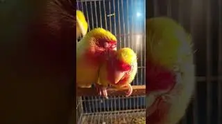 Sick Love Birds Blind Bird Eye Infection #birds #viral #lovebird #love