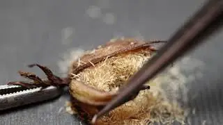 Marsh Helleborine seed capsule