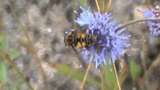 Helophilus pendulus pestřenka černonos&aacute;