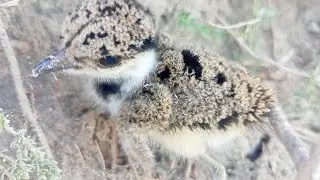 taloor bachon ke sath | Taloor Bird /  Taloor Bird bachon  /  Taloor Hunting #trending
