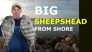 Venice Jetties: Sheepshead Bait OUTFISHED All #mussels #fishing #tampabay #bullbayrods #florida