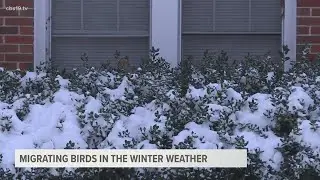 Migrating birds cope with icy weather conditions in East Texas