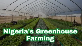 How Greenhouse Farming is Boosting Nigeria's Food Agricultural Supply