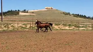 Same Breed Different Types: Morgan horse mares