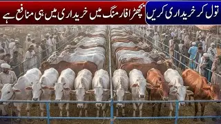 Feedlot farming Price Pr kg buying in Multan Mandible 