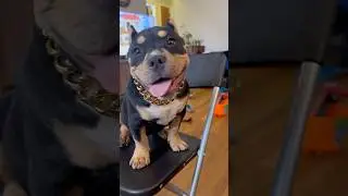 Pocket Bully Puppy sitting proud with her gold chain. #PocketBully #americanbully #CutePuppy #Proud