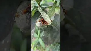 Identifying Garden Bugs: Are These Milkweed Bugs? 🐞🔍