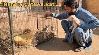 Billiyon Ko Shikar Sikha Diya! 🐈🐁 | Aaj Hoga Chuhon Ka Safaya!