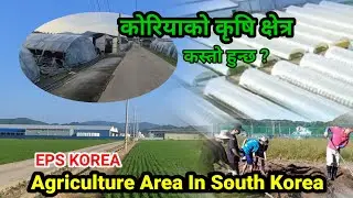 कोरियाको कृषि क्षेत्र | Korea Agriculture Work | Agricultural Work In Korea | Sushil Lama