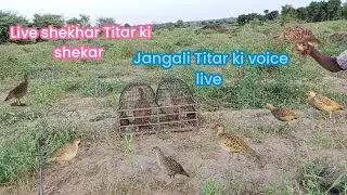 Jangali Titar ki shekar ki voice live shekhar Ki shekar ki awaz jangali titar pakdne ka tareeka 