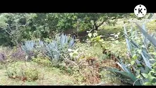 Best Alternative to Plastic Fibres...Agave American... Natural Fibres