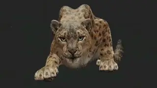 My coolest snow leopard encounter yet