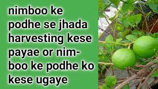 Nimbu ke paudhe se jyada harvesting kaise len aur nimbu ke paudhe ko kaise ugaye