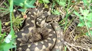 VIPERA CU CORN DOBROGEANA Aprilie 2014