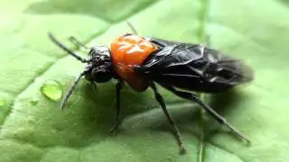 Black-headed Ash Sawfly (Tenthredinidae: Tethida barda) Female Drinking Dew