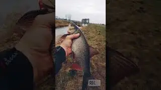 Jaź z małej rzeki 💥 #shorts #fishing #pzw