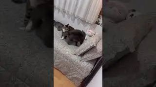 🥰🤣#cat#catshots#shots#viral#catvideo#cute#trending#video#viralvideo#ytshorts#youtubeshorts#fyp