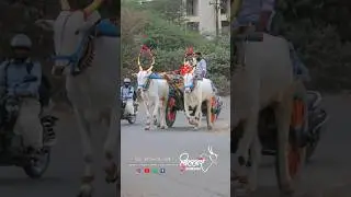 मोठ्या मापाची खिल्लार बैलजोड | मालक: श्री. बबन ढुमे, फुरसुंगी पुणे | #khillar #nad #farming