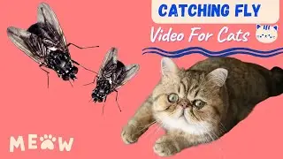 Cat Dog Games- Catching Fly On The Screen  For Cats| Entertainment For Cats Dog Have Happy