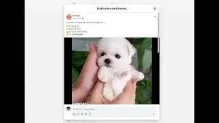 arnaque a la fausse peluche r&eacute;aliste ou chien robot hyper r&eacute;aliste ..teddybot ou kimoriq