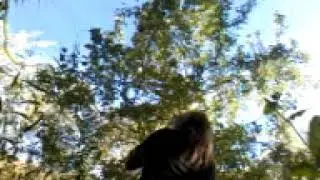 HILL OF THE SKULL cover  with harp