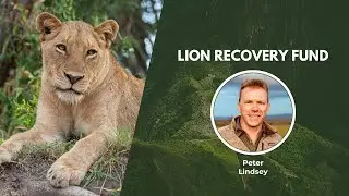 Securing a Future for Lions | Wildlife Conservation Expo