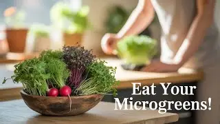 What Makes MICROGREENS The Best Choice For Mindful Eating?