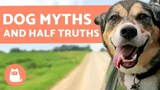10 MYTHS and HALF-TRUTHS about DOGS that Will Surprise You