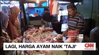 Lagi, Harga Ayam Naik ‘Taji’