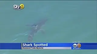 Great White Shark Spotted Near Manhattan Beach Pier