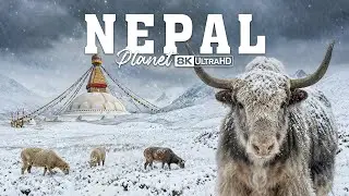 WILD NEPAL | Kingdom of Elite Predators | 4K Animal Documentary