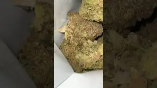 Grand Daddy Purps By Good Supply ⛽️ #420 #cannabisdaily #canada #youtubeshorts #youtube
