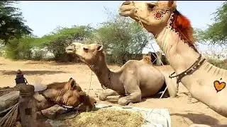 Camels Are Enjoy In Tharparkar mandi @camelbythar