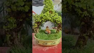 Jade Plant Vrindavan Topiary 🌱✨ | A Divine Garden Art Creation#shorts