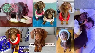 60 MINUTES WITH THE CHAPITOSIKI🐶❤
