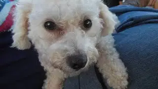 In memory of Lola Pearl