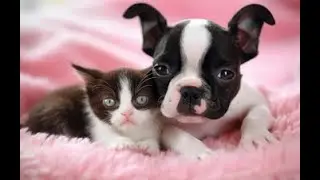 CALMING & ANXIETY PRODUCTS FOR DOGS & CATS savings iHerb save promo code SAVE EVEN MORE ON iHerb