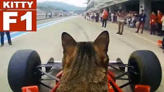 Pet Cat 'Drives' Ferarri F1 Race Car