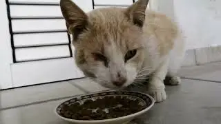 Stray Cat With One Eye Waited Outside My Door
