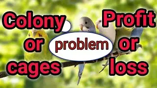 Colony Vs cage profit kismai hai.?kya problem face Karna parta hai.new breeder ko kya Krna chahiye.