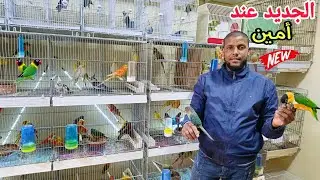 توليعة رائعة🔥زيارة عند أمين عشاق طفرات الفيشر المولينا تيركوازين ببغاء الكايك اليويو السنغالي...