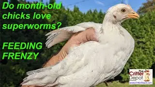 Do month old chicks love superworms?  Feeding Frenzy!